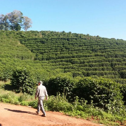 BRAZIL | CAIXA DA FRUTA